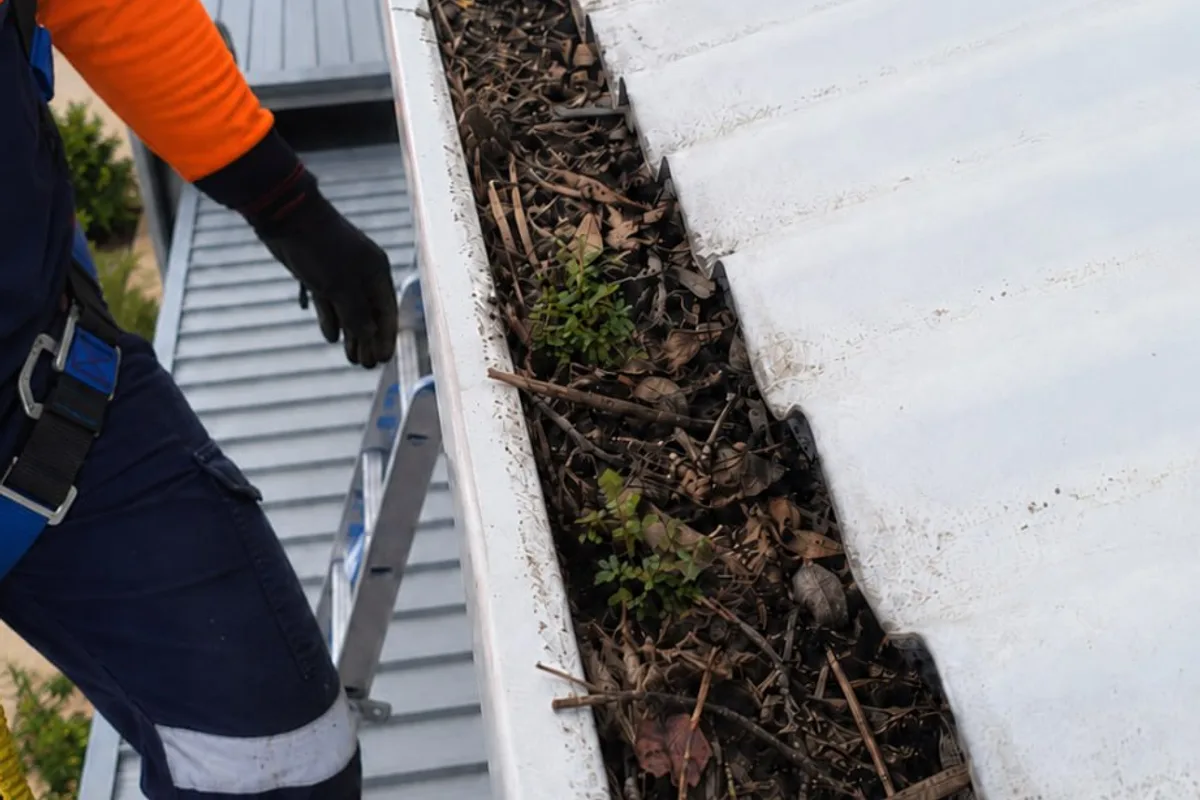 A Perth gutter packed with bark, leaf litter and weeds growing out of it